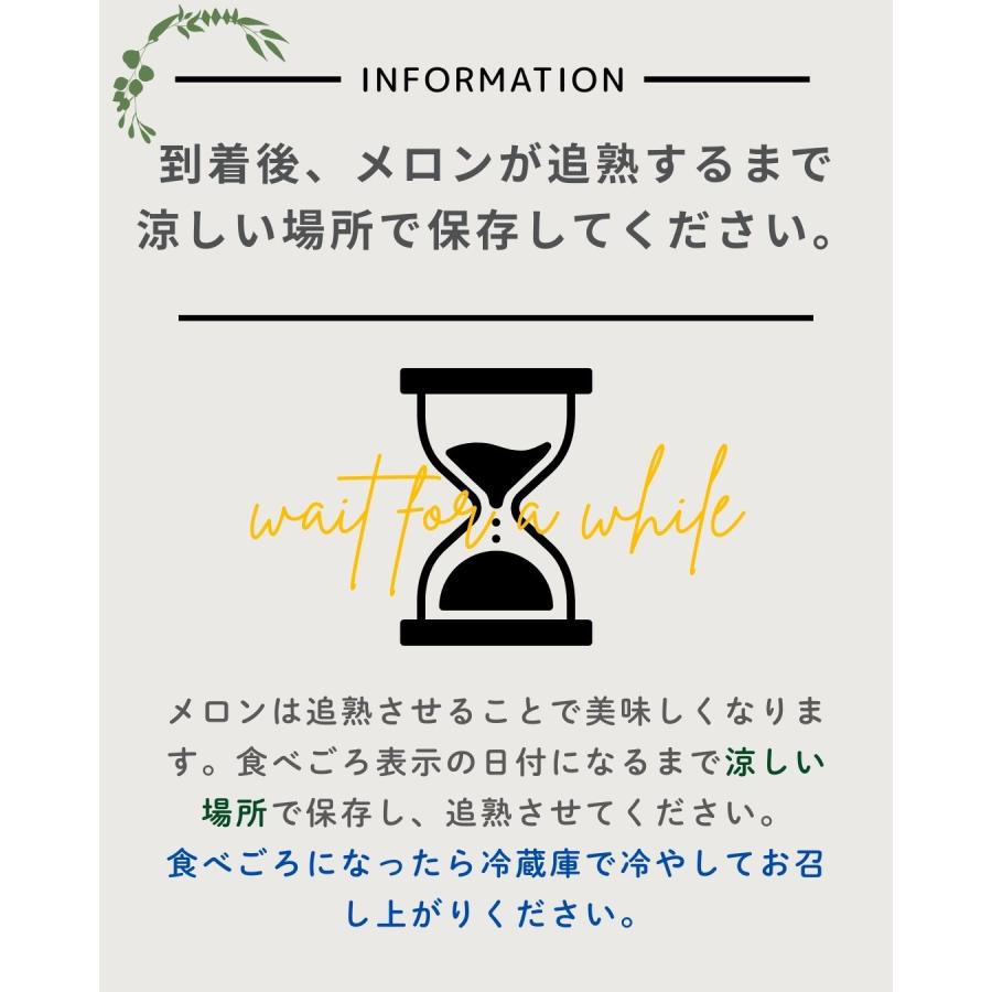 福井県産 アールスメロン 予約販売受付中 初夏は6月下旬頃より発送 秋は10月中旬頃より発送 食べごろ表示付き 青肉メロン |  | 09