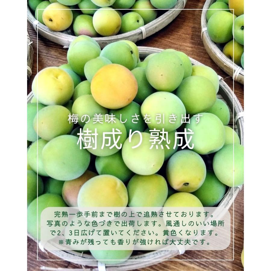 福井県産福太夫梅 完熟梅 約2kg ラベル付き 梅酒・梅シロップ用 予約