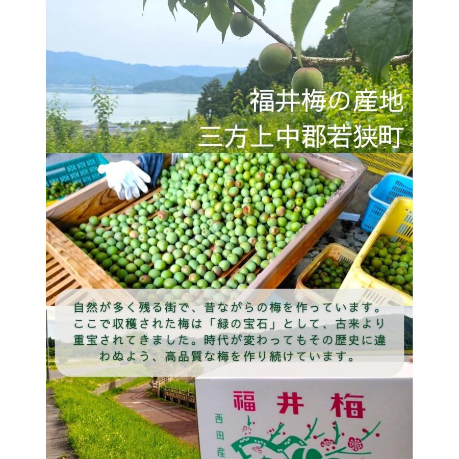 福井県産福太夫梅 完熟梅 約2kg ラベル付き 梅酒・梅シロップ用 予約