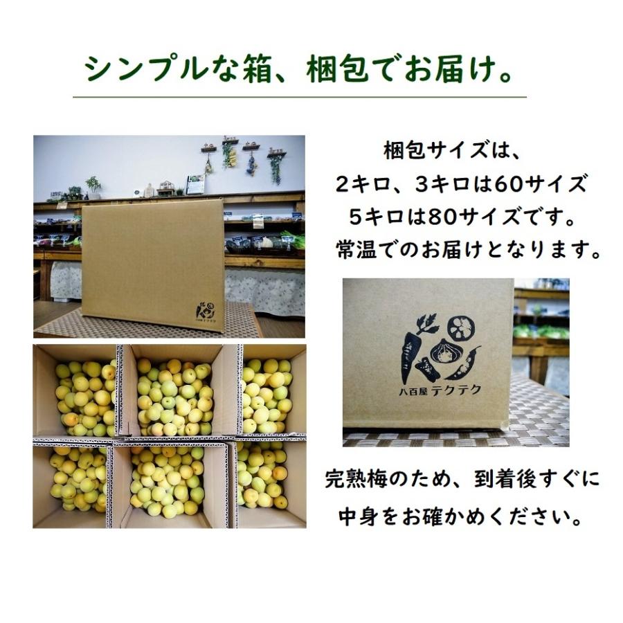 福井県産福太夫梅 完熟梅 約3kg ラベル付き 梅酒・梅シロップ用 予約