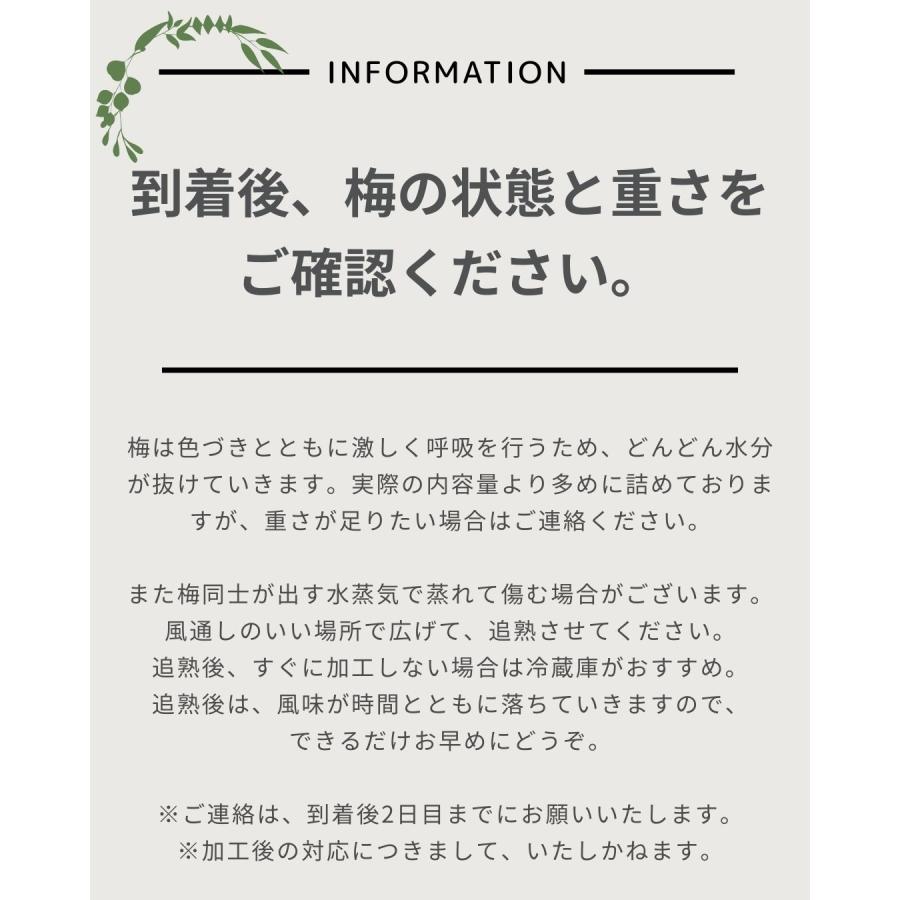 福井県産紅映梅 約2kg 梅干用 クール便 予約販売受付 6月下旬頃発送 大きさおまかせ うめ 青梅 生梅 八百屋テクテクセレクション |  | 10