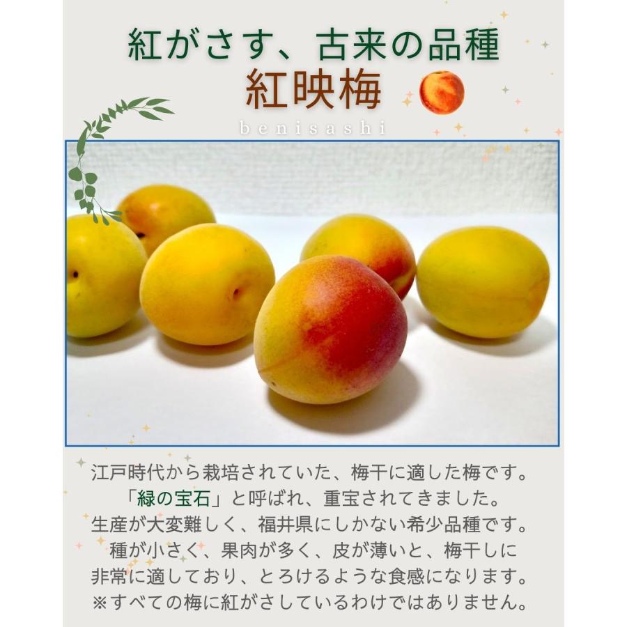 福井県産紅映梅 約2kg 梅干用 クール便 予約販売受付 6月下旬頃発送 大きさおまかせ うめ 青梅 生梅 八百屋テクテクセレクション |  | 03