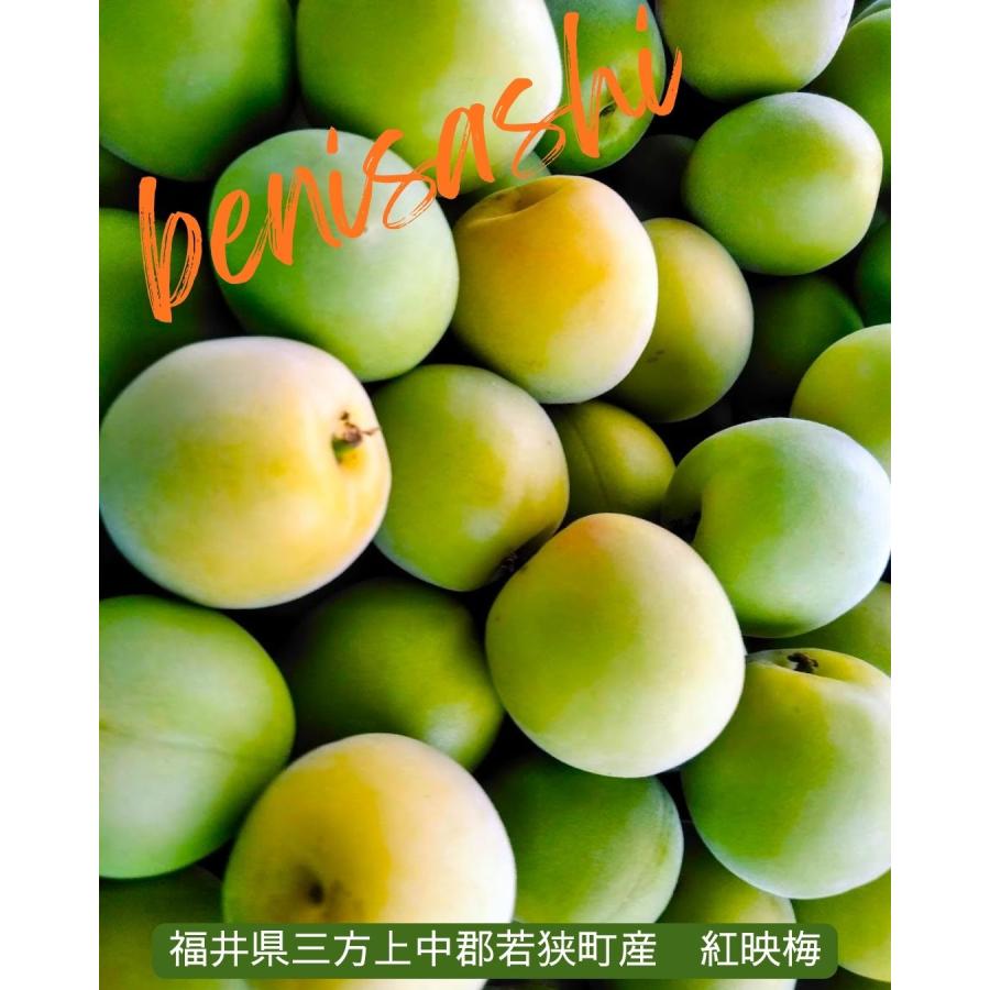 福井県産紅映梅 約3kg 梅干用 クール便 予約販売受付 6月下旬頃発送