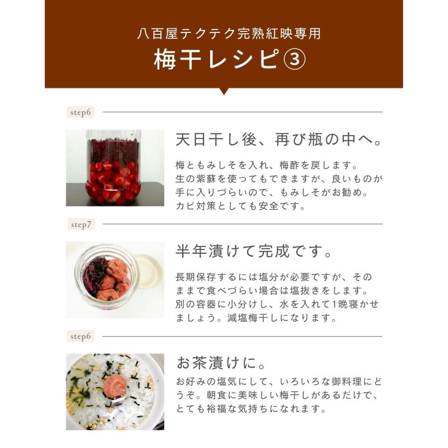 福井県産紅映梅 約5kg 梅干用 クール便 予約販売受付 6月下旬頃発送