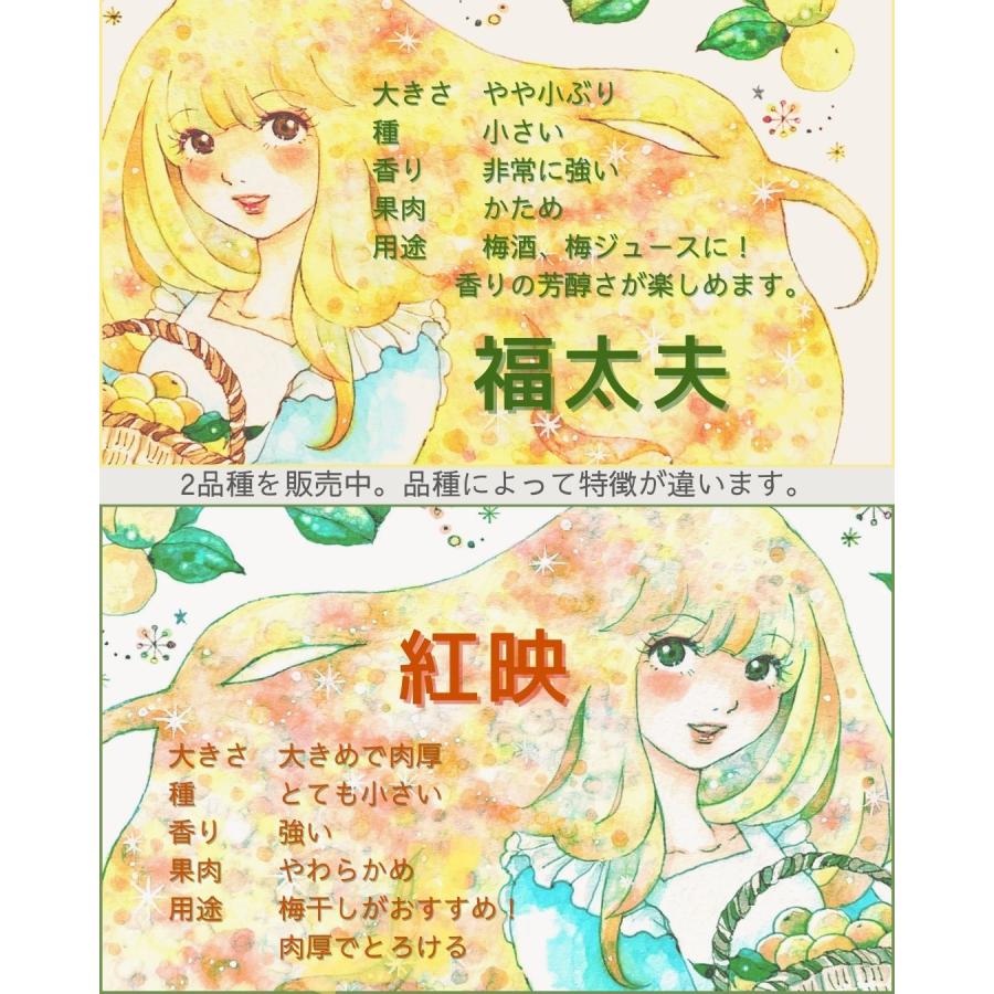 福井県産福太夫梅 完熟梅 約2kg 梅酒・梅シロップ用 クール便 予約販売受付 6月下旬頃発送 大きさおまかせ うめ 青梅 生梅 八百屋テクテクセレクション |  | 07