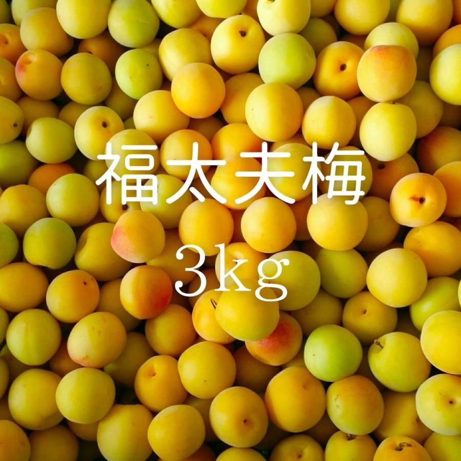 琉同梱　価格　梅3株セット 福井県産福太夫梅 完熟梅 約3kg 梅酒・梅シロップ用 クール便 予 約