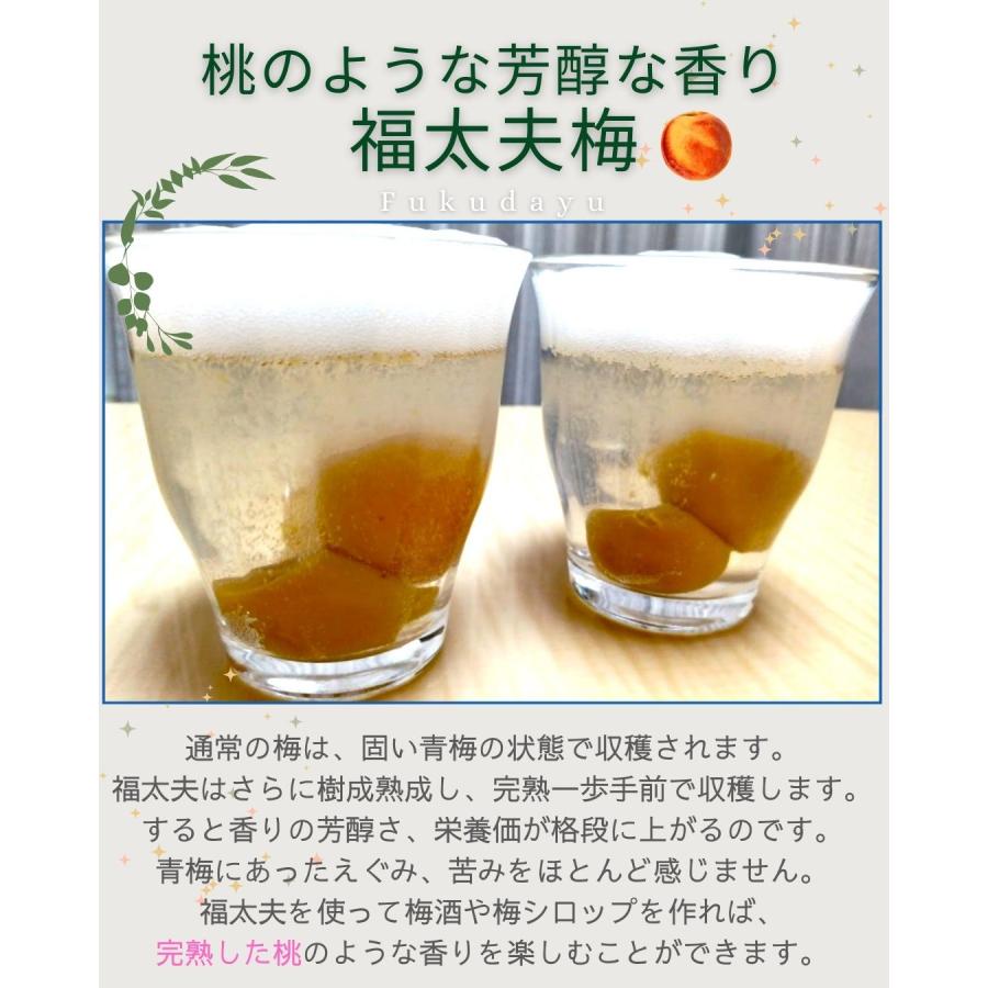福井県産福太夫梅 完熟梅 約3kg 梅酒・梅シロップ用 クール便 予 約