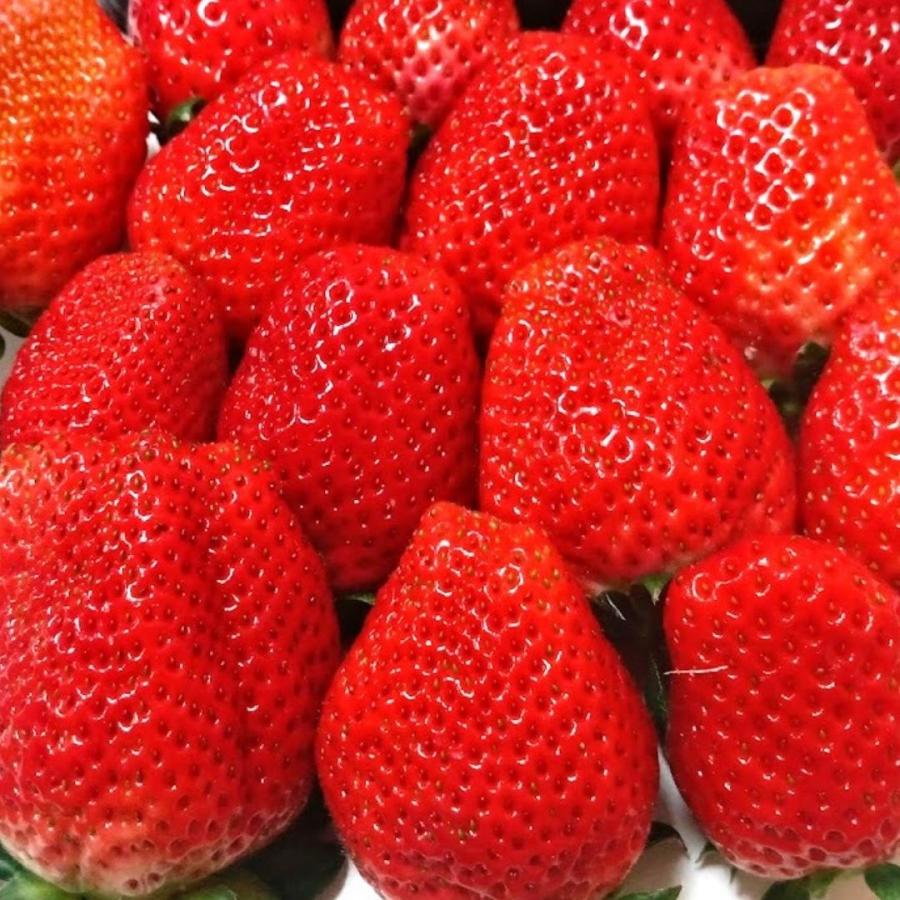 熊本県産いちご デラックスサイズ 2パック クール便 八百屋テクテクセレクション | 