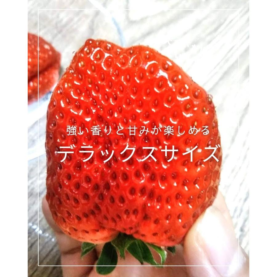 熊本県産いちご デラックスサイズ 2パック クール便 八百屋テクテクセレクション |  | 04