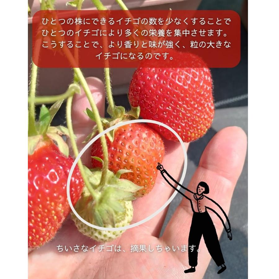 熊本県産いちご デラックスサイズ 2パック クール便 八百屋テクテクセレクション |  | 05