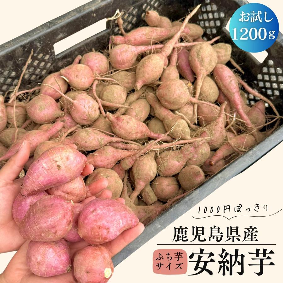 さつまいも 訳あり 安納芋 1200g ぷち芋サイズ さつま芋 サツマイモ