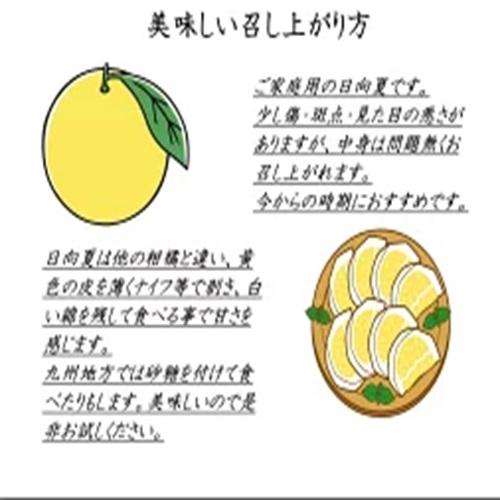 九州産【訳あり】日向夏みかん 家庭用10kg 文旦/土佐小夏/ニューサマーオレンジ /甘夏/不知火/日向夏/デコポン/ポンカン 好きに｜yaoyorozu-store｜02