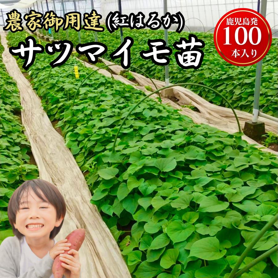 最短【6月8日〜6月12日】サツマイモ苗 100本 セット 本場鹿児島 ＼プロ