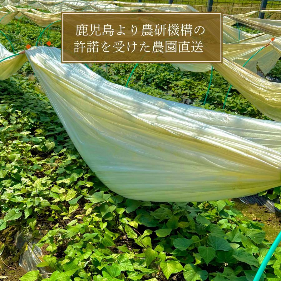 最短【6月8日〜6月12日】サツマイモ苗 100本 セット 本場鹿児島 ＼プロ