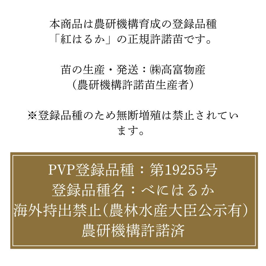 最短【6月15日〜6月19日】サツマイモ苗 200本 セット 本場鹿児島