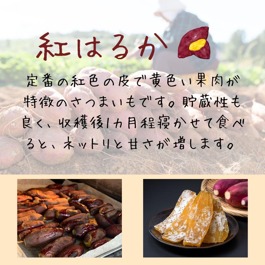 最短【6月15日〜6月19日】サツマイモ苗 200本 セット 本場鹿児島