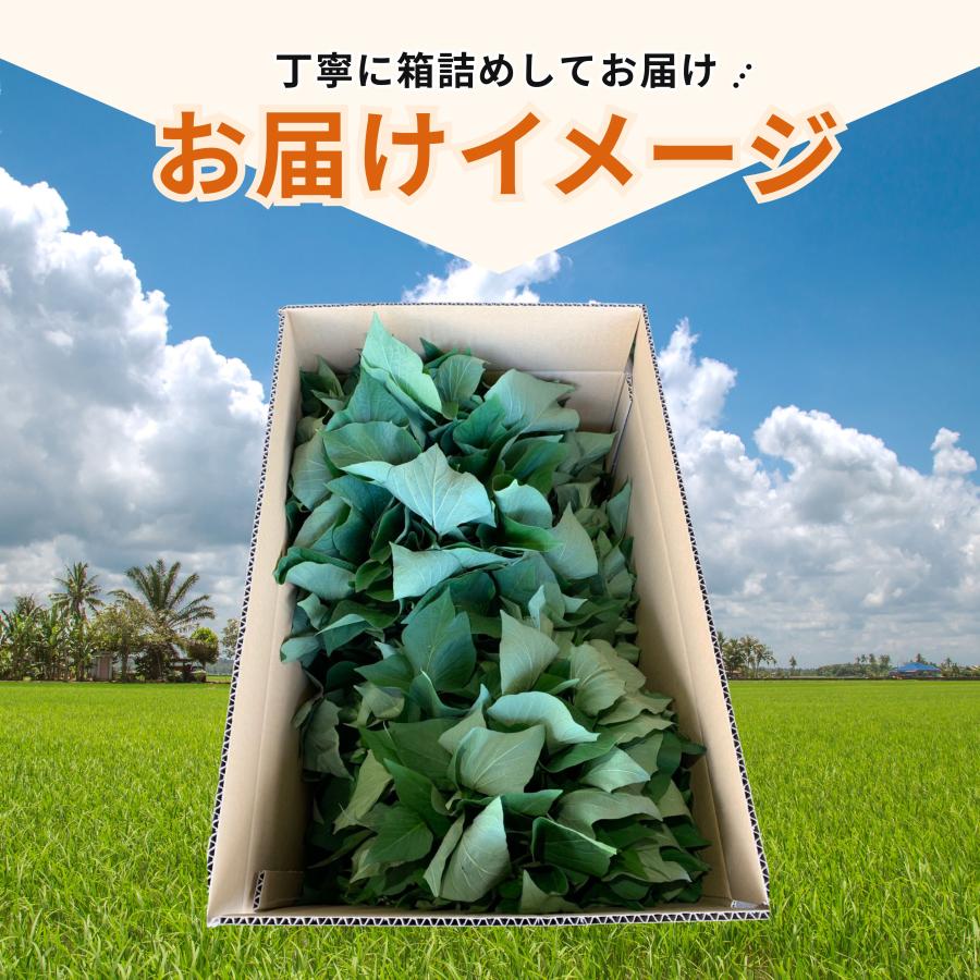 最短【6月15日〜6月19日】サツマイモ苗 200本 セット 本場鹿児島