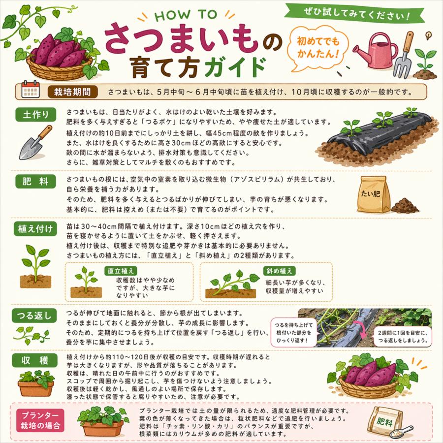最短【6月15日〜6月19日】サツマイモ苗 200本 セット 本場鹿児島