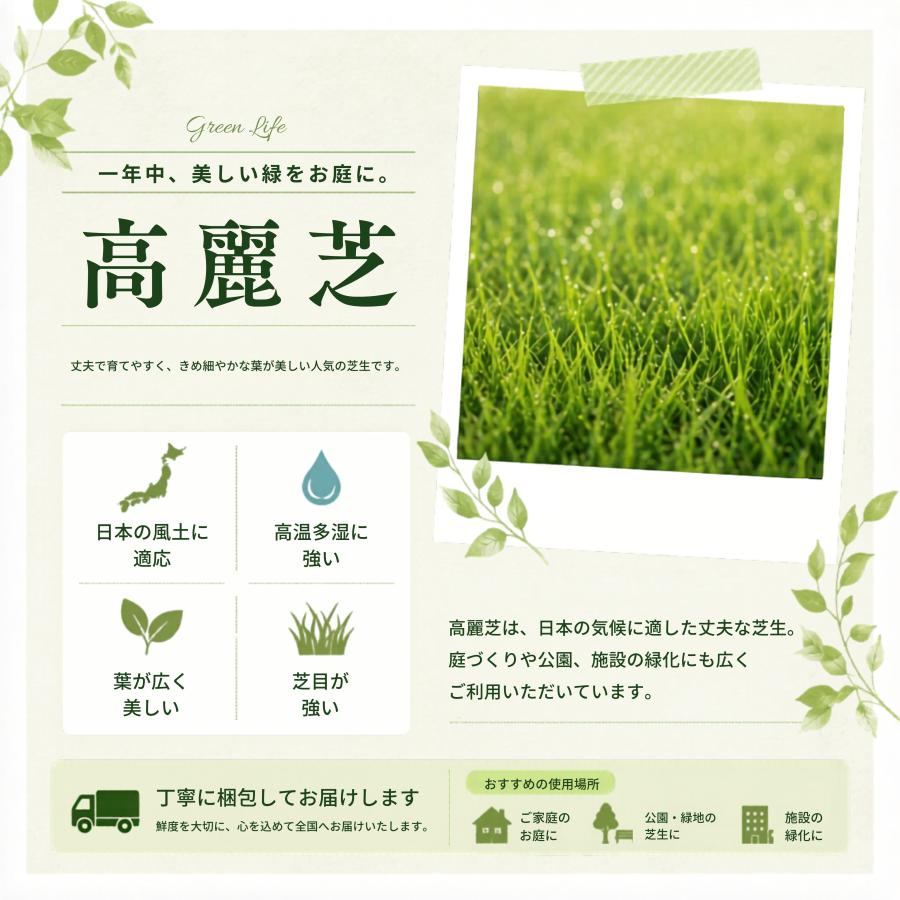 芝生 天然芝 ＼プロ御用達！／高麗芝 3平米 ゴルフ場・公園等の芝生