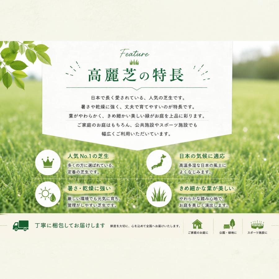 芝生 天然芝 ＼プロ御用達！／高麗芝 3平米 ゴルフ場・公園等の芝生
