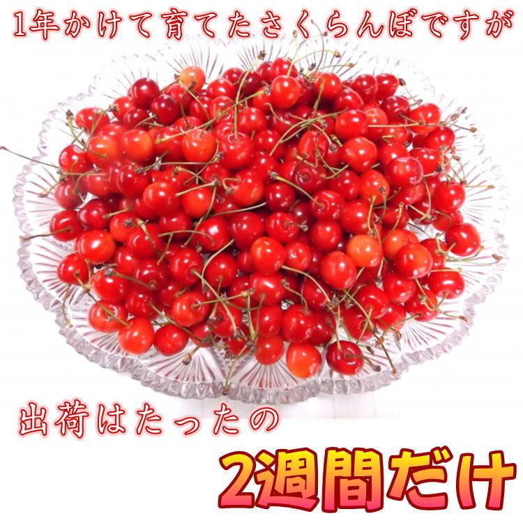 福島県産 佐藤錦 1kg Lサイズ さくらんぼ バラ詰め 贈答用 家庭用