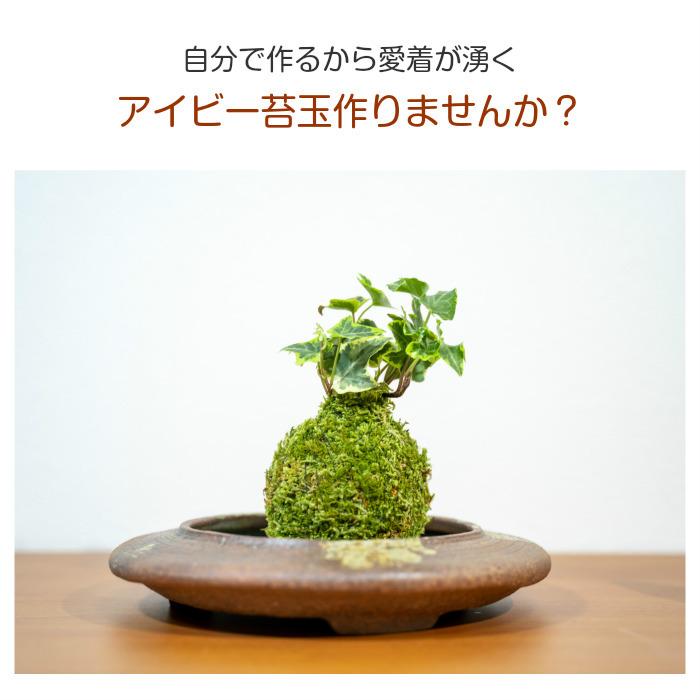 ホワイトデー 簡単 苔玉キット アイビー ゴールデンチャイルド Aibi001 弥栄苔 通販 Yahoo ショッピング