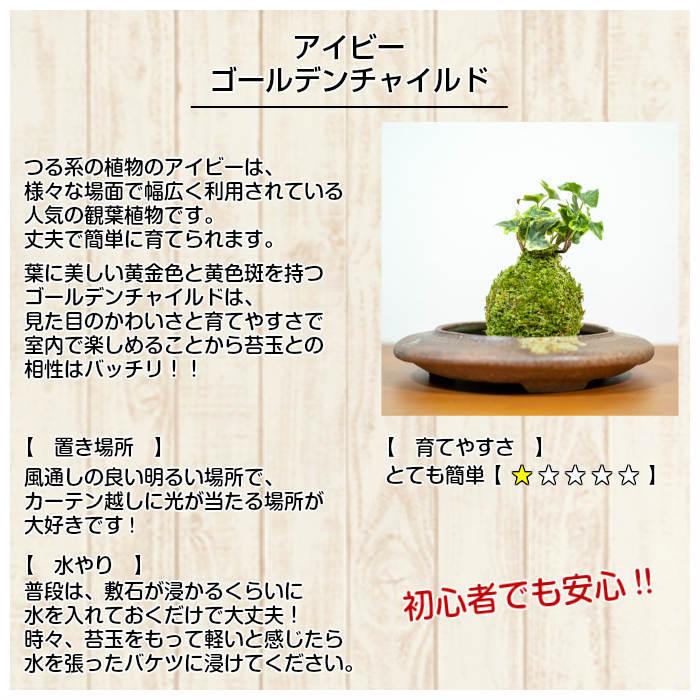 お中元 簡単 苔玉キット アイビー ゴールデンチャイルド Aibi001 弥栄苔 通販 Yahoo ショッピング