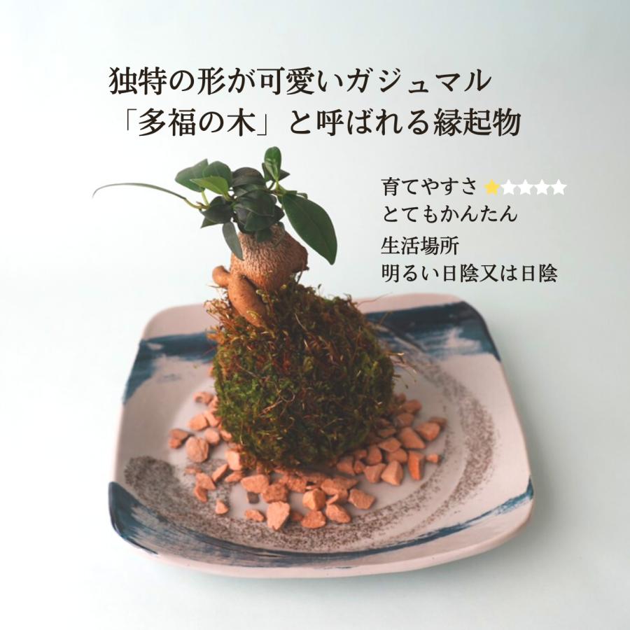 選べる縁起物苔玉（2個セット）｜yasakagoke｜05