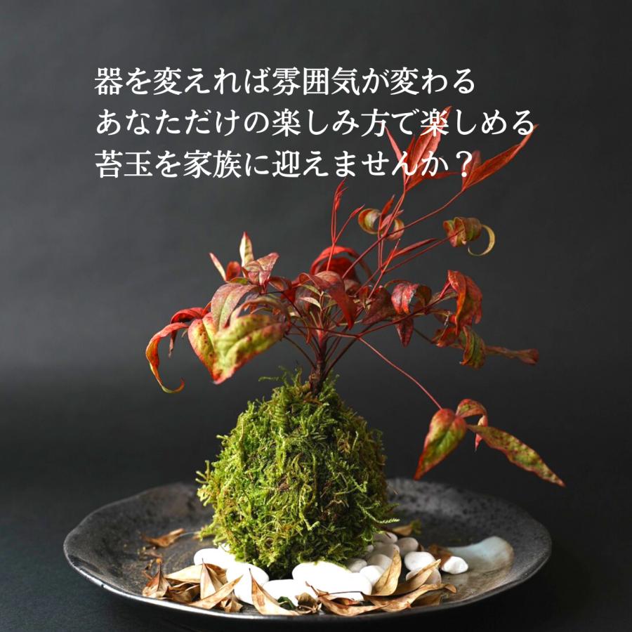 選べる縁起物苔玉（2個セット） : 弥栄苔 - 通販 - Yahoo!ショッピング