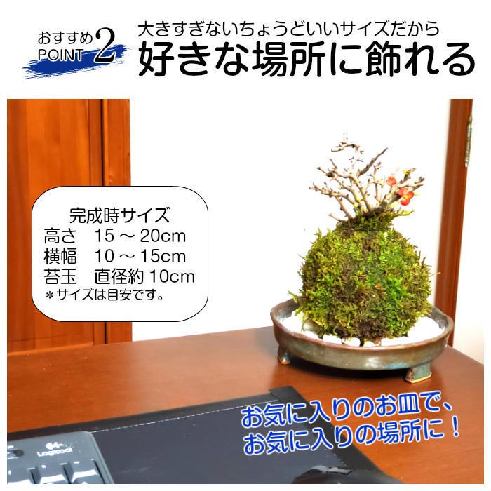 苔玉 長寿梅苔玉キット 送料無 手作り 初心者 セット 作り方 Choujubai Kit 弥栄苔 通販 Yahoo ショッピング