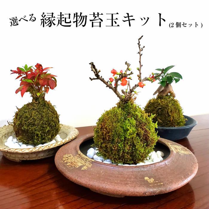ハロウィン 苔玉 選べる縁起物苔玉キット 手作り キット 初心者 入門セット コケタ マ 材料 説明書付 :eraberu-kit:弥栄苔 - 通販 - Yahoo!ショッピング ハロウィン 苔玉 選べる縁起物苔玉キット 手作り キット 初心者 入門セット コケタ マ 材料 説明書付 :eraberu-kit:弥栄苔 - 通販 - Yahoo!ショッピング