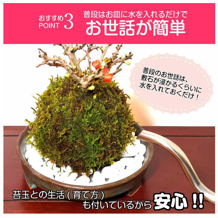 ハロウィン 苔玉 選べる縁起物苔玉キット 手作り キット 初心者 入門