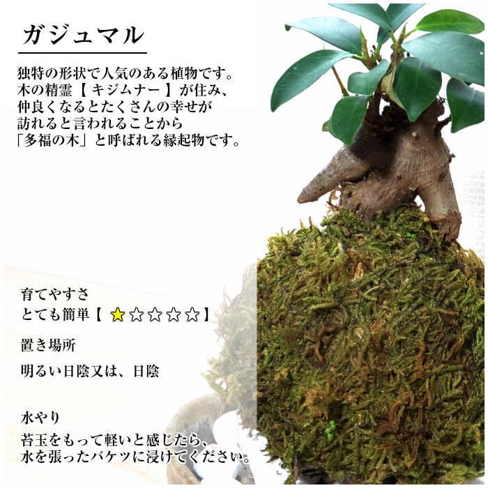 ハロウィン 苔玉 選べる縁起物苔玉キット 手作り キット 初心者 入門セット コケタ マ 材料 説明書付
