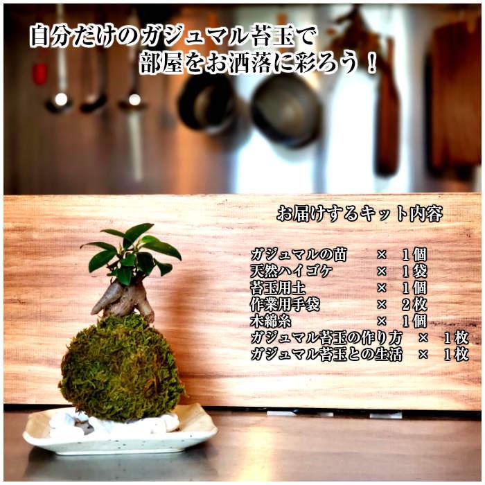 苔 苔玉 ガジュマル苗付苔玉キット Gajumaru001 弥栄苔 通販 Yahoo ショッピング
