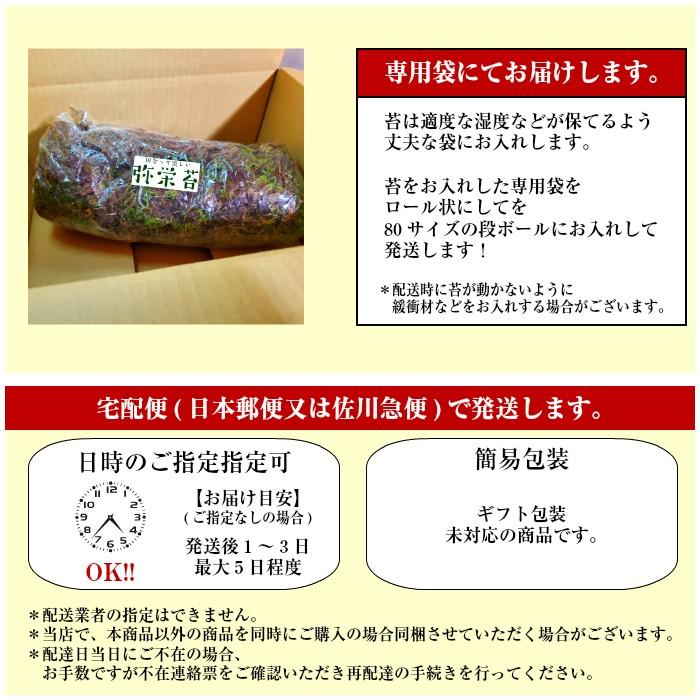 天然ハイゴケトレー1枚分(約51cm×34cm)】 苔 ハイゴケ 観葉植物 天然ハイゴケトレー1枚分(約51cm×34cm)】 苔 ハイゴケ 観葉植物