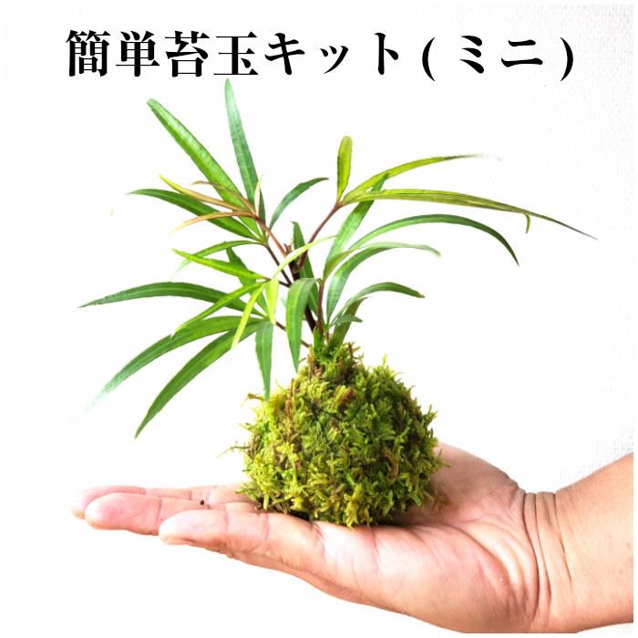 苔玉の作り方 苔玉キット ミニ 500えん 送料無 ポイント消化 手作り 初心者 セット Kit 500 弥栄苔 通販 Yahoo ショッピング