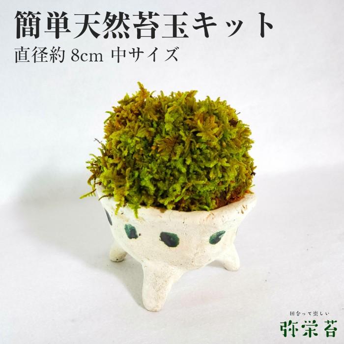 販売再開☆継足品☆10個セット◎ハイ苔5年物◎造園/苔玉☆厚2〜3/長47