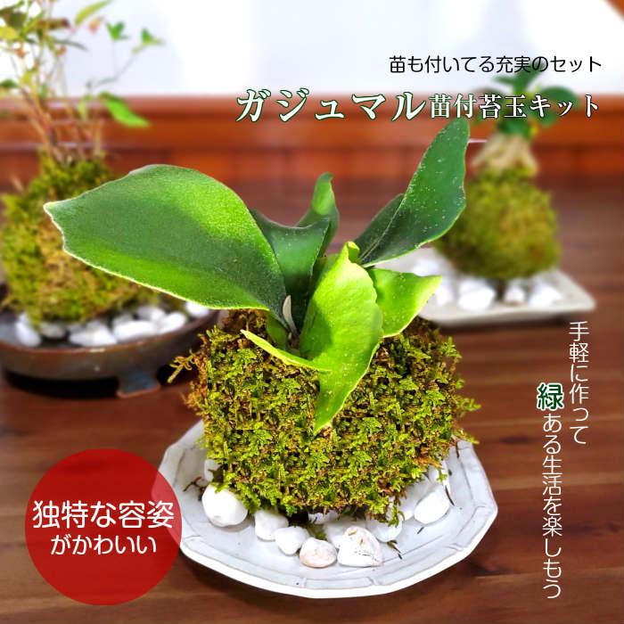 苔 苔テラリウム 苔玉 コウモリラン苗付苔玉キット Koumori 弥栄苔 通販 Yahoo ショッピング