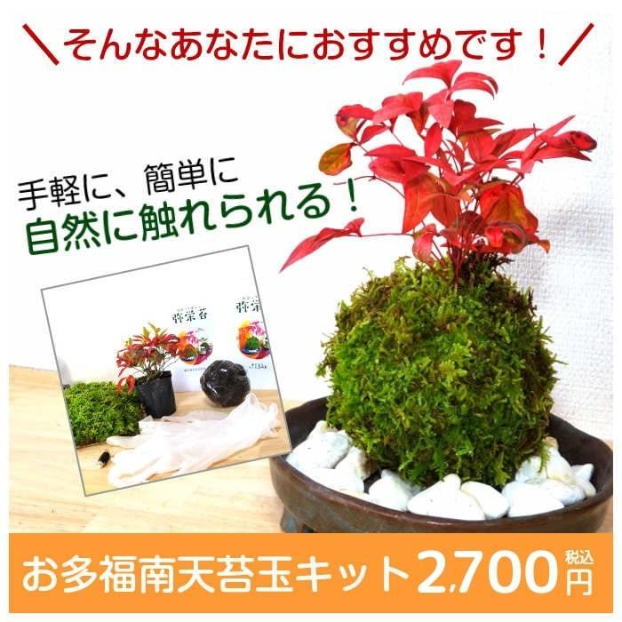 母の日 苔玉の作り方 お多福南天苔玉キット Nanten Kit001 弥栄苔 通販 Yahoo ショッピング