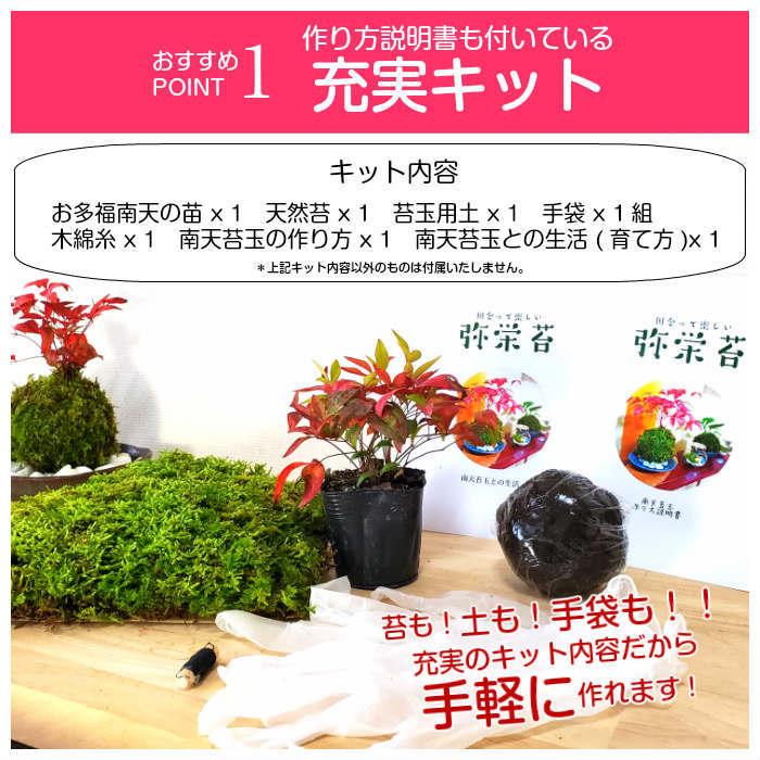 母の日 苔玉の作り方 お多福南天苔玉キット Nanten Kit001 弥栄苔 通販 Yahoo ショッピング