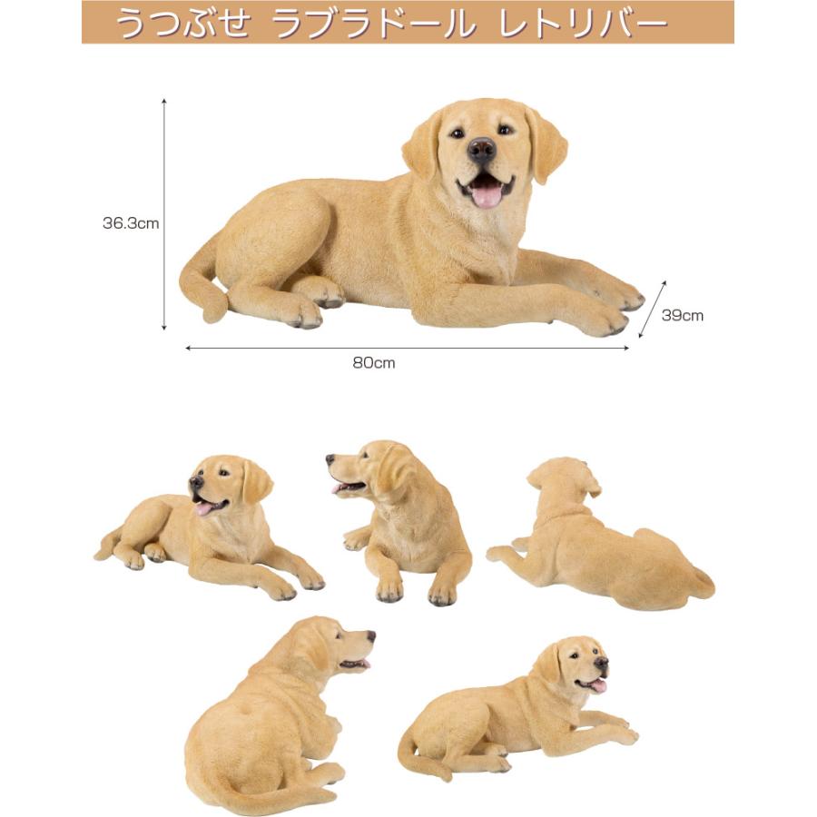 うつぶせ ラブラドールレトリバー 80 x 39 36.3 cm (幅x奥x高) 本物