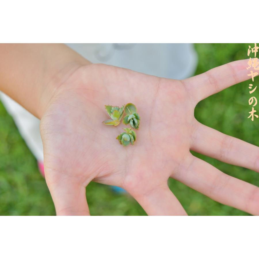 子宝弁慶草（コダカラベンケイソウ ）の「子株5個」　送料無料（カランコエ・ハカラメ・子宝草・マザーリーフ・多肉植物）（Yahoo!・沖縄ヤシの木）