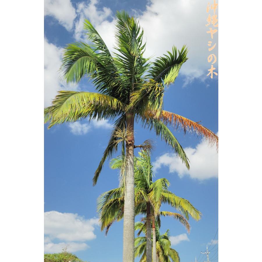 ヤエヤマヤシ　椰子　やし　種子　3個　沖縄/石垣/八重山　観葉植物　タネ・たね。 ヤエヤマヤシの種子 3粒 送料無料 : 沖縄ヤシの木 - 通販 - Yahoo