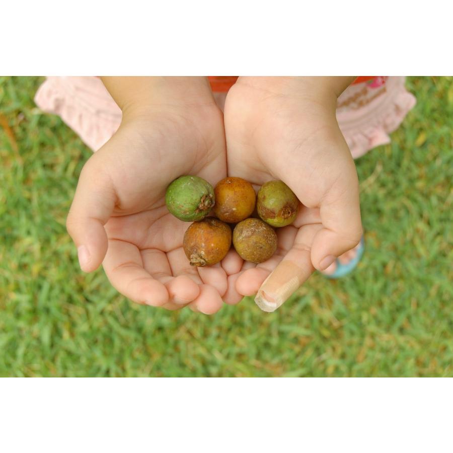 トックリヤシの種子 3粒 送料無料 : 沖縄ヤシの木 - 通販 - Yahoo