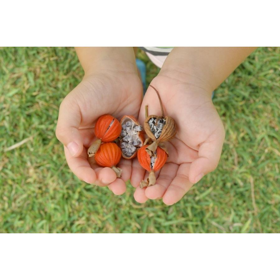 月桃の種子25粒 送料無料 : 沖縄ヤシの木 - 通販 - Yahoo!ショッピング