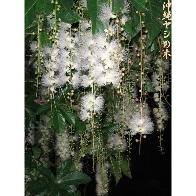 サガリバナの実 1個 送料無料 : 沖縄ヤシの木 - 通販 - Yahoo!ショッピング