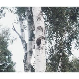 チャーガ ロシア産 100% パウダー 80g×4個 チャガ茶 チャーガ茶 粉末