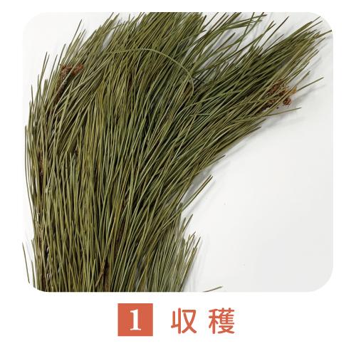 松葉 (徳島県産)  無添加 100% パウダー 240g（120ｇ×2個）健康茶 松の葉茶 粉末 赤松　まつば　青汁　国産　無農薬｜yaso-cha｜09