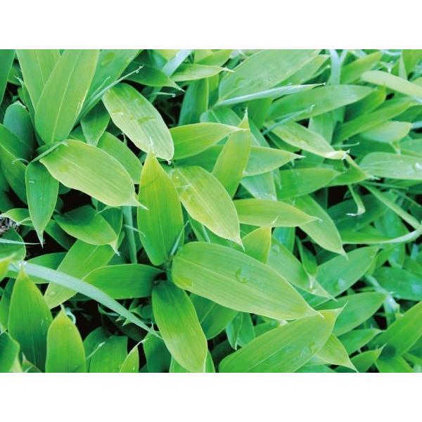 クマ笹 北海道産 100% パウダー 800g（100g×8個）くま笹茶 熊笹茶