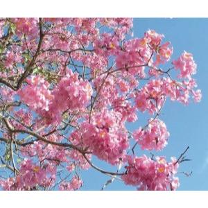 紫イペ粒（ブラジル産） 150g×7個 紫イペ タヒボ 錠剤 サプリ : 健康